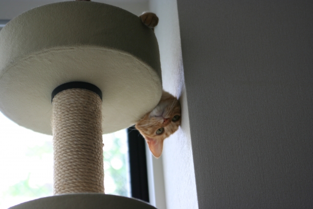キャットタワーから覗く猫