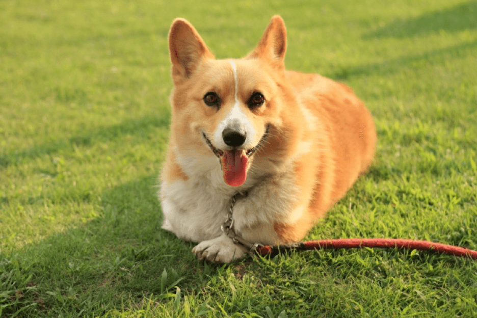 芝生の上で舌をだすコーギー犬