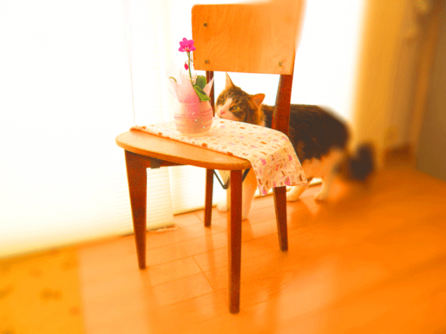 椅子の上に花、後ろに猫