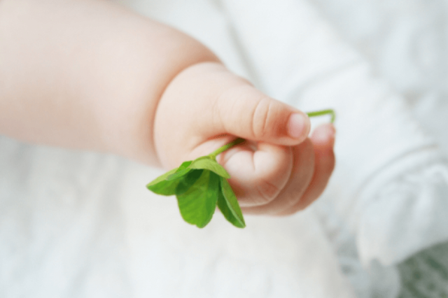 四つ葉のクローバーを持つ幼児の手