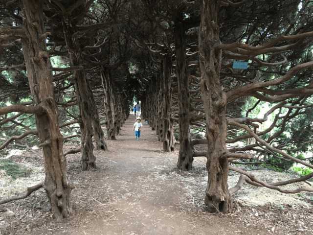 木々のトンネル